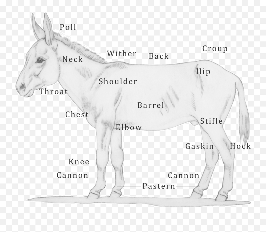 Code Of Practice For The Care And Handling Of Equines - Points Of A Donkey Emoji,Emotion Code For Lymph System