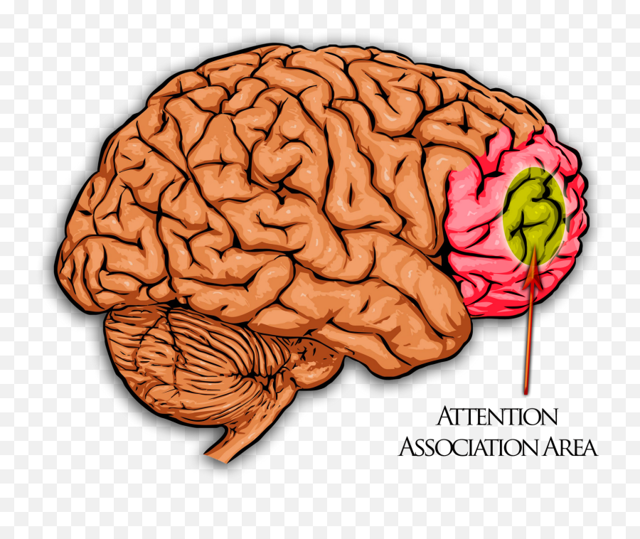 3b The Brain Flashcards Cheggcom - Change The Structure Of Your Brain Emoji,Parts Of The Limbic System Involved In Emotion