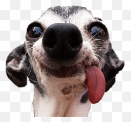 Retarted Found This When Sticker - Canine Tooth Emoji,Retarted Emojis