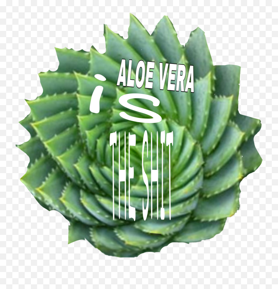 Aloe Aloevera Aloeveragel Nature - Rosette Emoji,Sunburnt Emoji