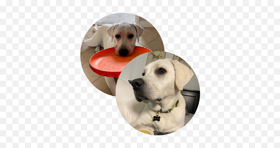 Our Team - Casa Pacifica Women Emoji,Labradors Have More Emotions Our Team - Casa Pacifica Women Emoji,Labradors Have More Emotions