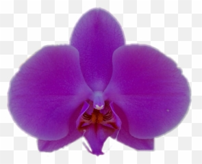 Orchid Clipart Lilac Orchid Lilac Transparent Free For - Moth Orchid Emoji,Orchid Emoji