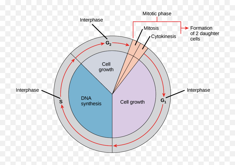 3 Stages Of Cell Cycle In Order - Slide Share Emoji,Should You Memorize The 7 Universal Emotions For The Mcat