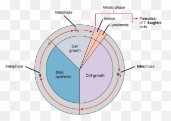 3 Stages Of Cell Cycle In Order - Slide Share Emoji,Should You Memorize The 7 Universal Emotions For The Mcat