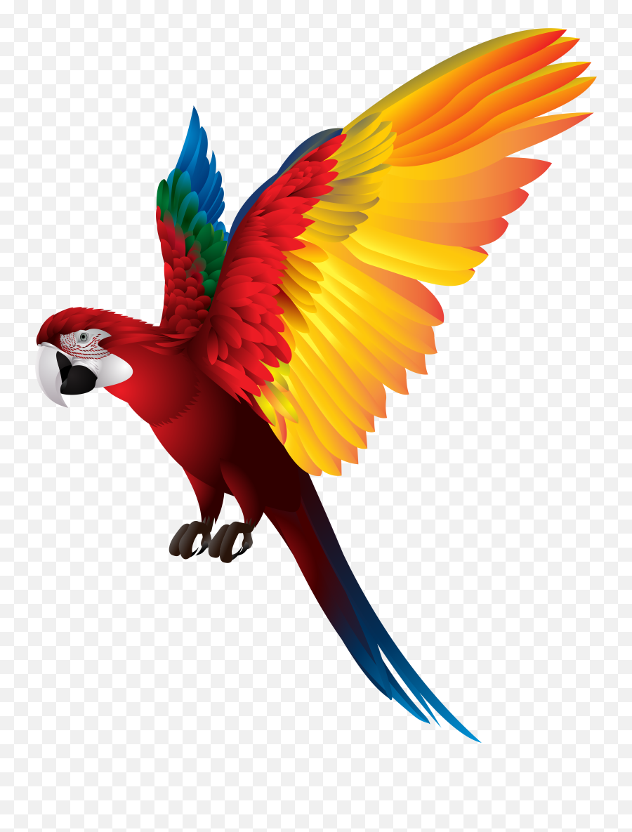 Nesmaezzat - Png Valor Free Stock Photos Parrot Png Emoji,Parrot Emoji Iphone
