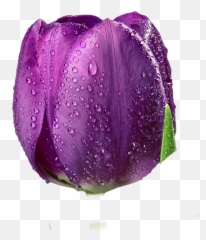 Happiness Quotes - Drizzle Emoji,If You Thin,k Happy Thoughts Your Emotions Will Be Happy