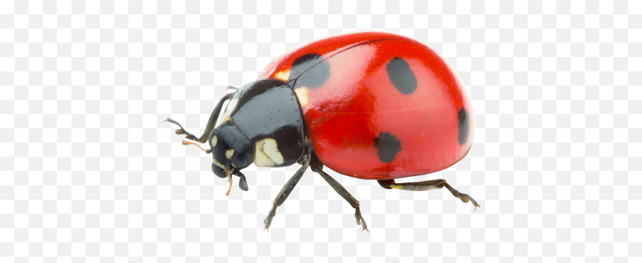 Red Ladybug Picture - Red Ladybug Png Emoji,What Is The Termite, Ladybug Emoticon