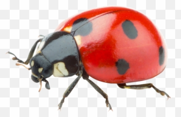 Red Ladybug Picture - Red Ladybug Png Emoji,What Is The Termite, Ladybug Emoticon