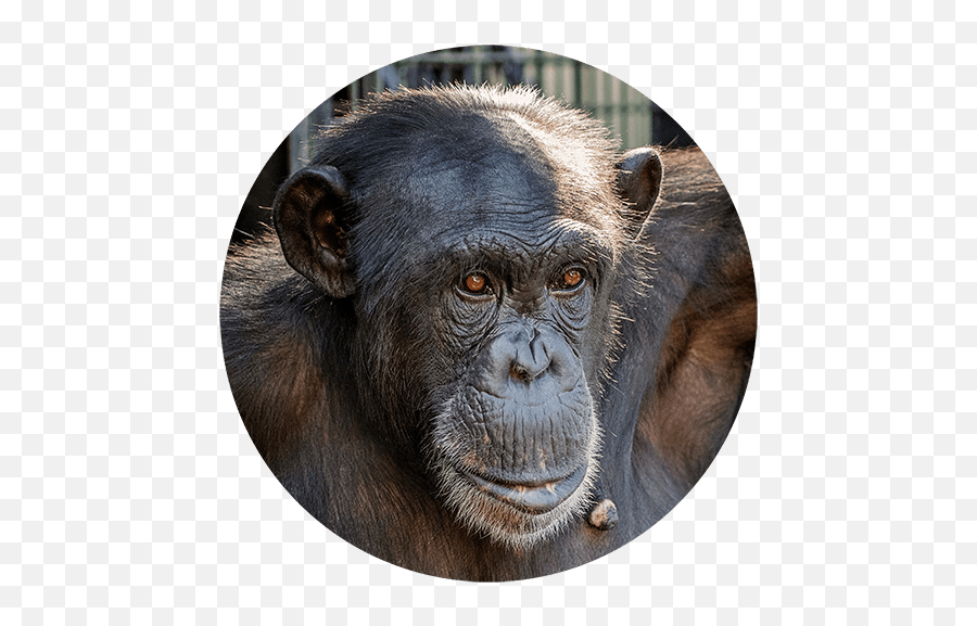 Gfas Violations - Old World Monkeys Emoji,Bared Teeth Chimpanzee Emotion