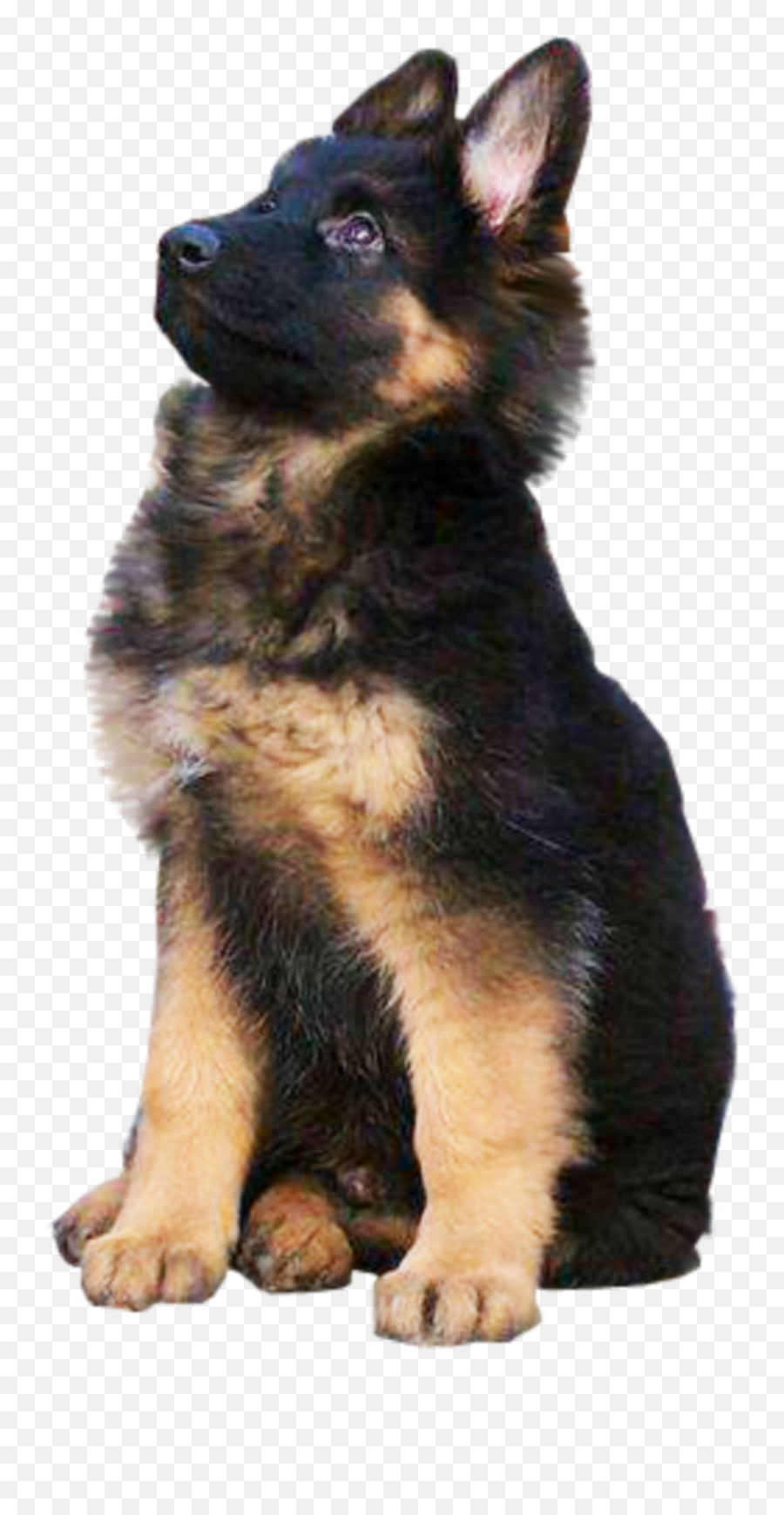 The Most Edited - German Shepherd Puppy Png Emoji,German Sheppherd Emotions Based On Ears