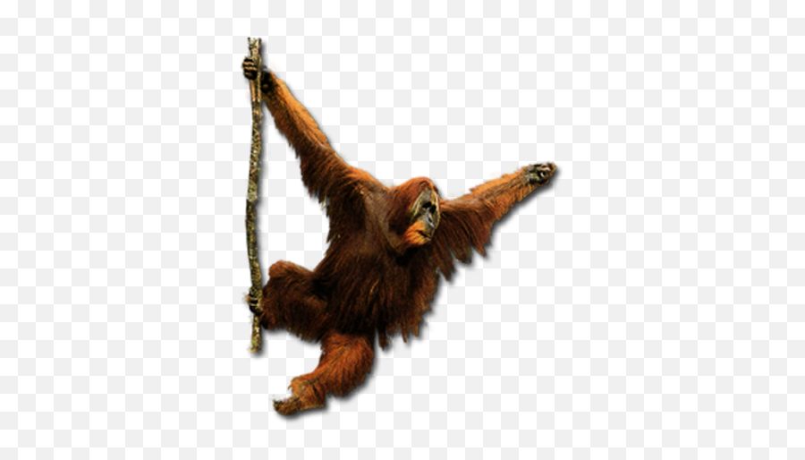Orangutan Emoji - Orangutan Png,Ios 12.1.4 Emoticons