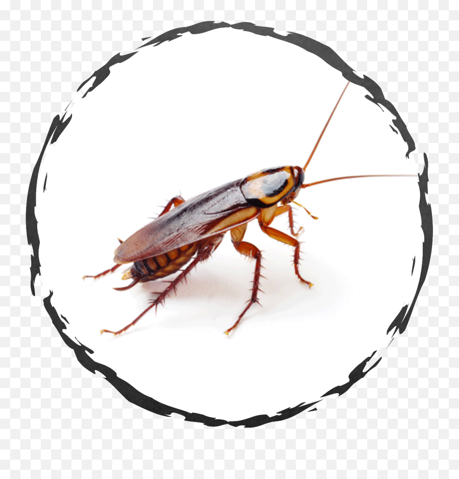 Exodus Exterminating - Ontario Cockroach Emoji,Facebook Cockroach Emoticon