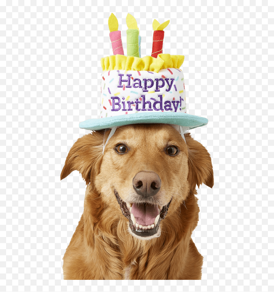 Donate Stop Animal Abuse Fight Animal Cruelty Emoji,Yellow Labradors Happy Birthday Emoticon