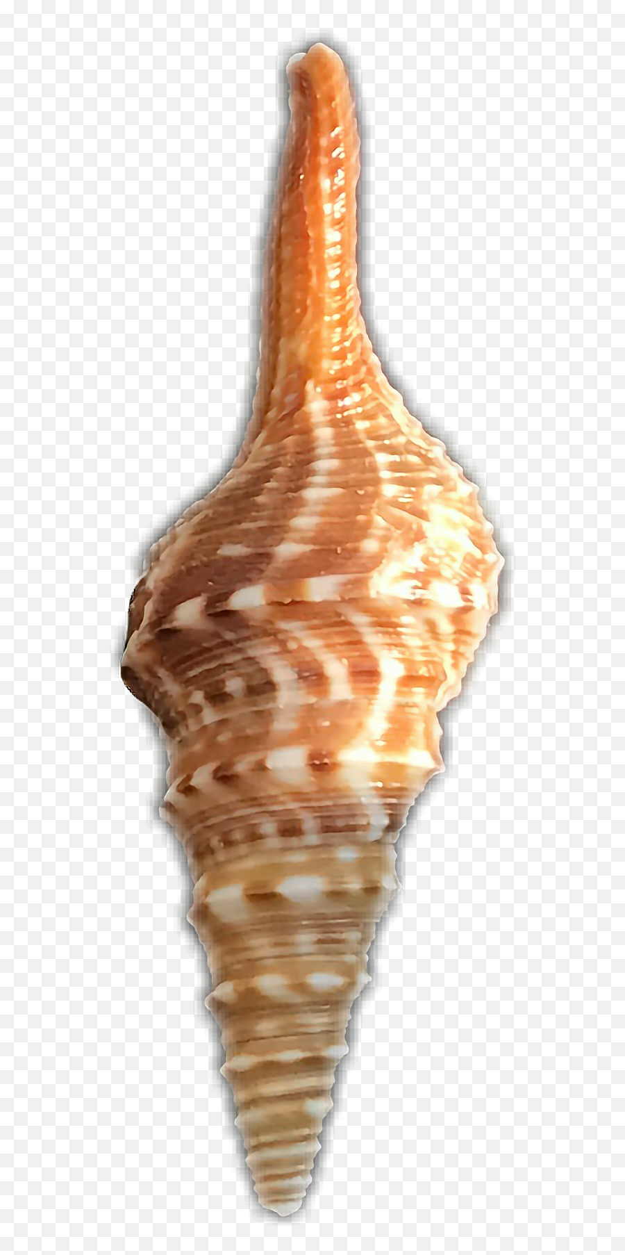 Shell Sea Interesting Sticker - Lovely Emoji,Conch Shell Emoji