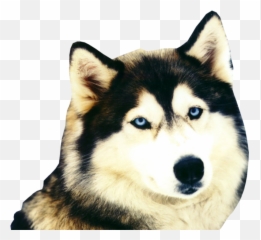 Siberian Husky Psd Official Psds - Siberian Husky Pup Galaxy Eyes Emoji,Husky Emoji