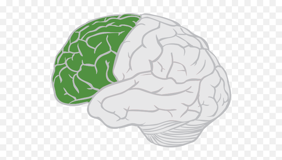 Frontal Lobe Function Location And Structure - Frontal Lobe Transparent Background Emoji,Part Of Brain For Emotion