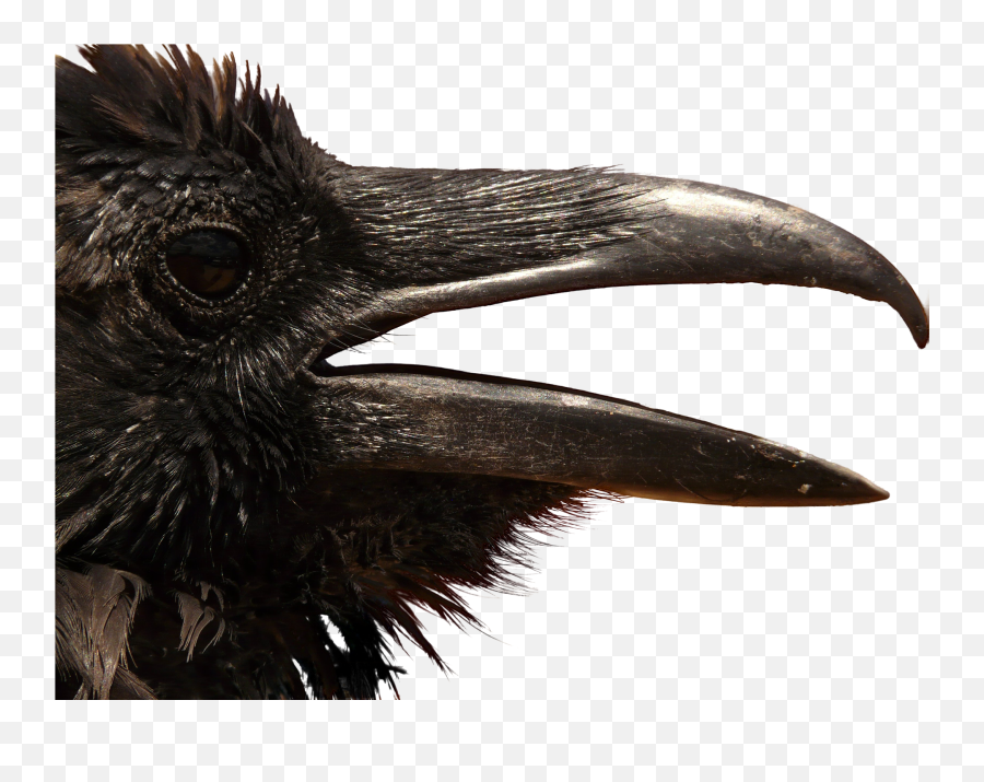 Hechos Reales - Crow Head Png Emoji,Emojis De Presentimiento