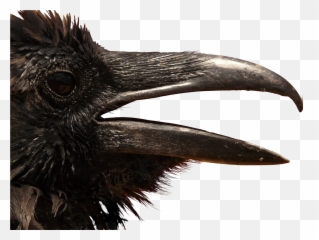 Hechos Reales - Crow Head Png Emoji,Emojis De Presentimiento