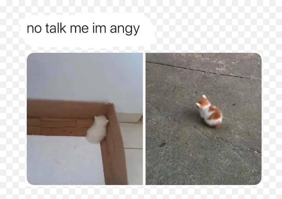 Angy Anger Madkitty Sticker By U205du205eu205du205eu205du205eu205du205e - No Talk To Me I M Angy Emoji,Emojis Angy