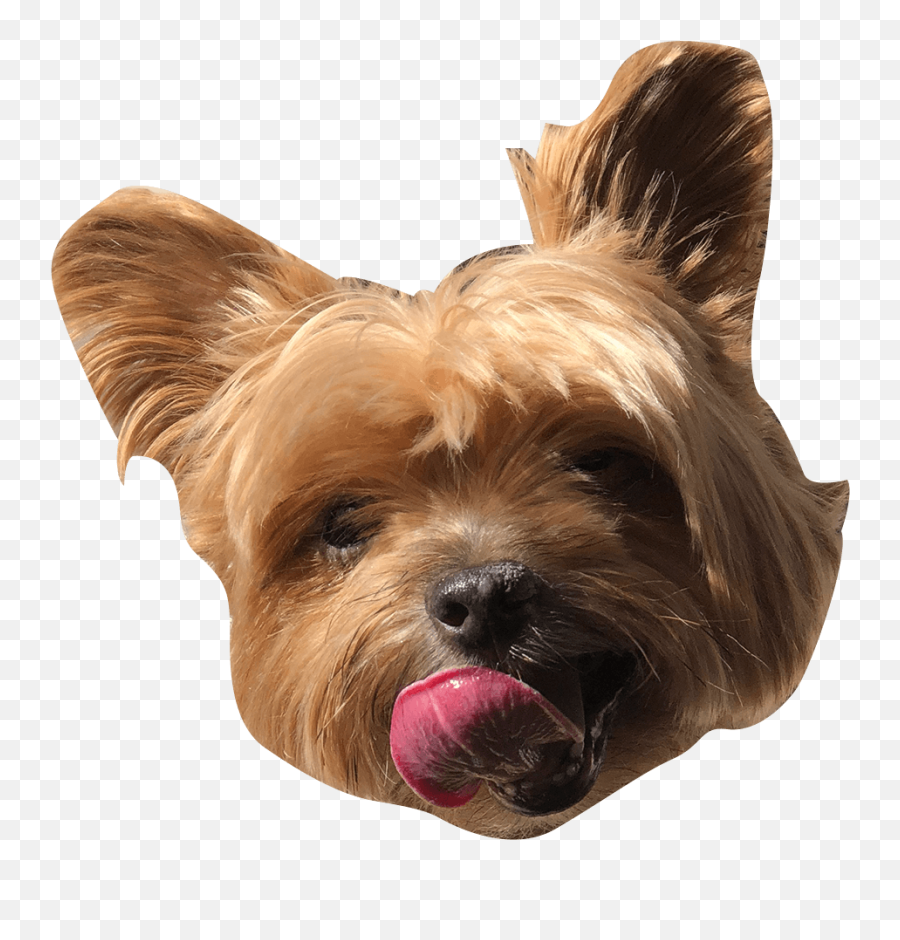 Ceros 2021 Pet Calendar - Vulnerable Native Breeds Emoji,Yorkie Emojis