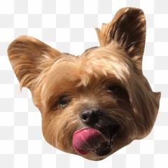 Ceros 2021 Pet Calendar - Vulnerable Native Breeds Emoji,Yorkie Emojis