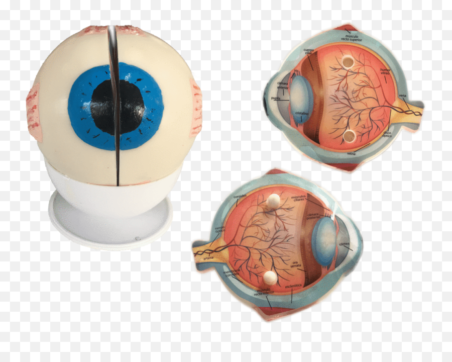 Como Hacer Una Maqueta Del Ojo Humano - Acerca Ojos Maqueta Del Ojo Humano Emoji,Emoticon Ojos Llorososo