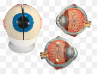 Como Hacer Una Maqueta Del Ojo Humano - Acerca Ojos Maqueta Del Ojo Humano Emoji,Emoticon Ojos Llorososo