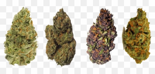 Banana Hammock Strain - Different Types Of Marijuanas Strains Emoji,Weed Emoji Copy And Paste