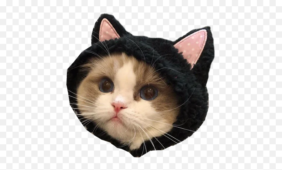 Cats In Hats Telegram Stickers Emoji,Japanese Emoji Faces Cat