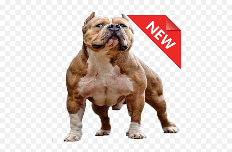 Defferent - Bully Bulldog Emoji,Bernese Mountain Dog Emoji