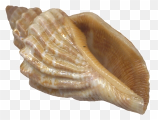 Sea Shell - Transparent Shells Emoji,Conch Shell Emoji