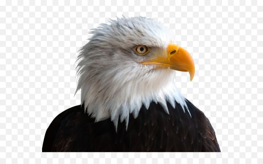 Eagle Sticker By Hanjo Rafael - Transparent Background Free Eagle Png Emoji,Is There An Eagle Emoji