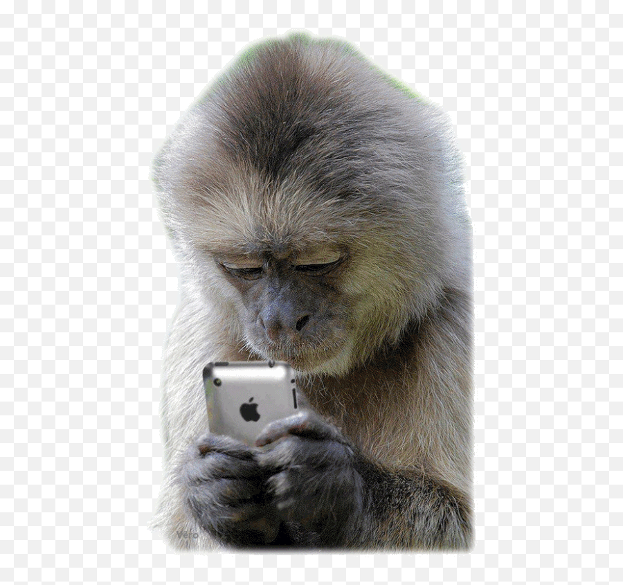 Emoticonos Divertidos - Monkey Texting Emoji,Emojis De Los Monos