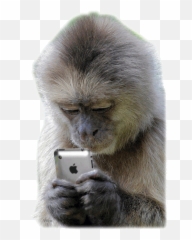 Emoticonos Divertidos - Monkey Texting Emoji,Emojis De Los Monos
