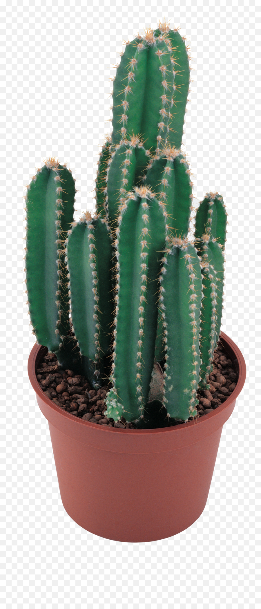 Cactus Transparent Png Cactus Free - Cactus Plant Png Emoji,Catus Emoji Clip Art