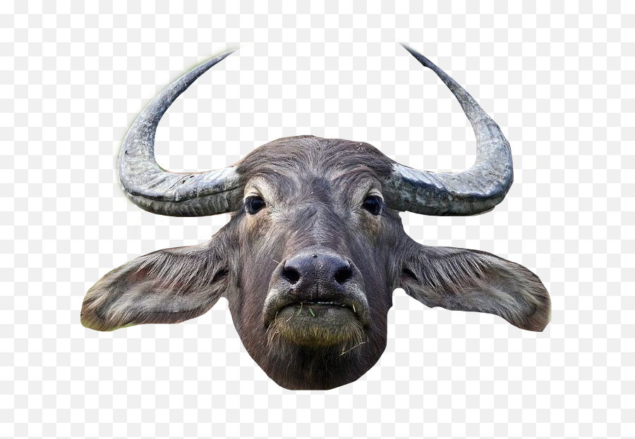 Popular And Trending Bull Stickers On Picsart - Apocalypse Now Water Buffalo Scene Emoji,Bull Emoji