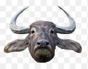 Popular And Trending Bull Stickers On Picsart - Apocalypse Now Water Buffalo Scene Emoji,Bull Emoji