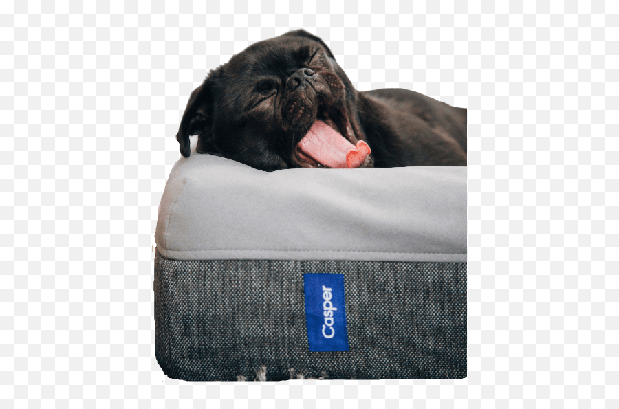 Best Labor Day Discounts U0026 Coupons 2021 60 Off - Dog Bed Emoji,Michaels Emoji Pillow