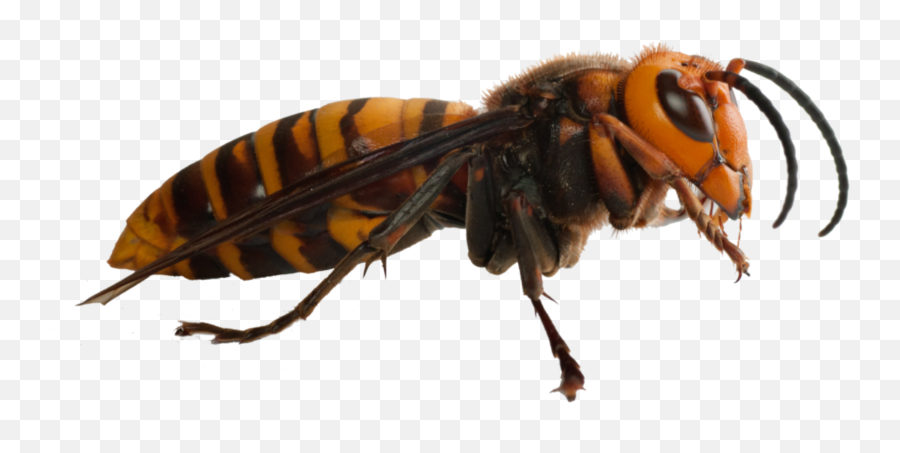 The Most Edited - Asian Hornet Uk Emoji,Huaso Emoticon