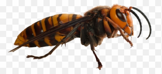 The Most Edited - Asian Hornet Uk Emoji,Huaso Emoticon