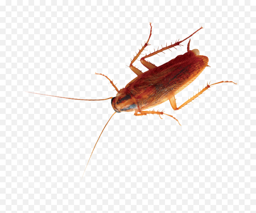 Cockroach - Parasitism Emoji,Facebook Cockroach Emoticon