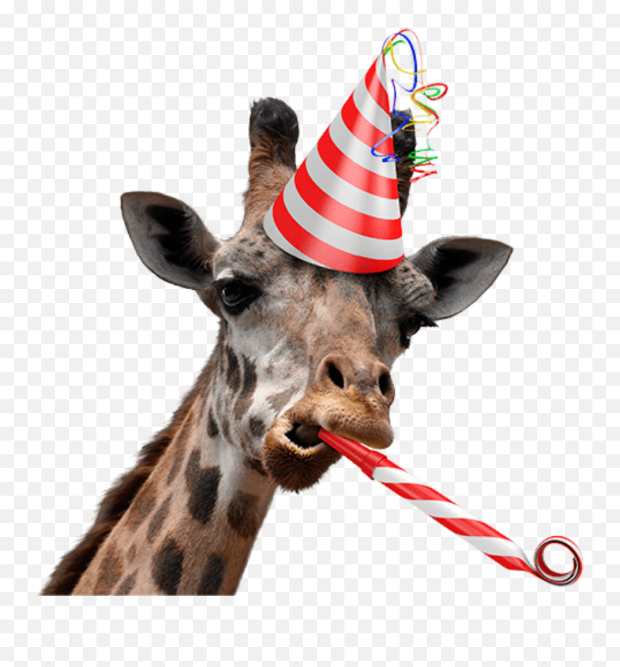 Giraffe Birthday Party Sticker - Party Hat Emoji,Party Animal Emoji