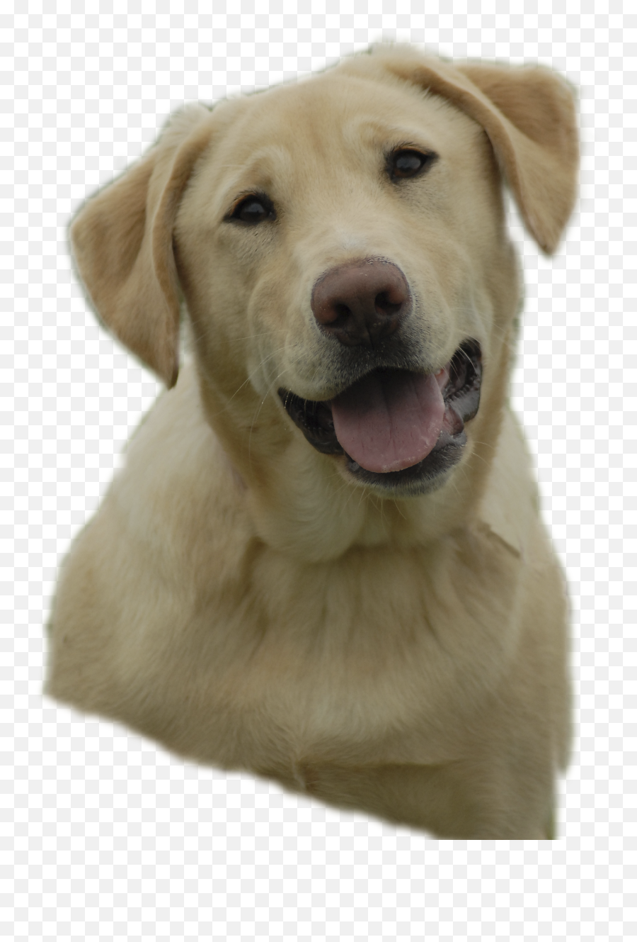 Download For Crying Puppy Clipart Viewing 19 Images For - Yellow Lab Transparent Png Emoji,Crying Dog Emoji