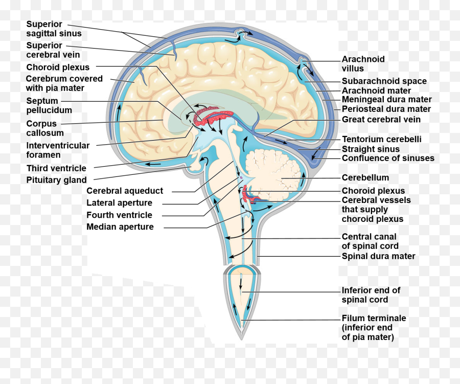 Exam1 Flashcards Cheggcom - Outer Layer Of Brain Emoji,Structures Of The Limbic System Involved With Emotions