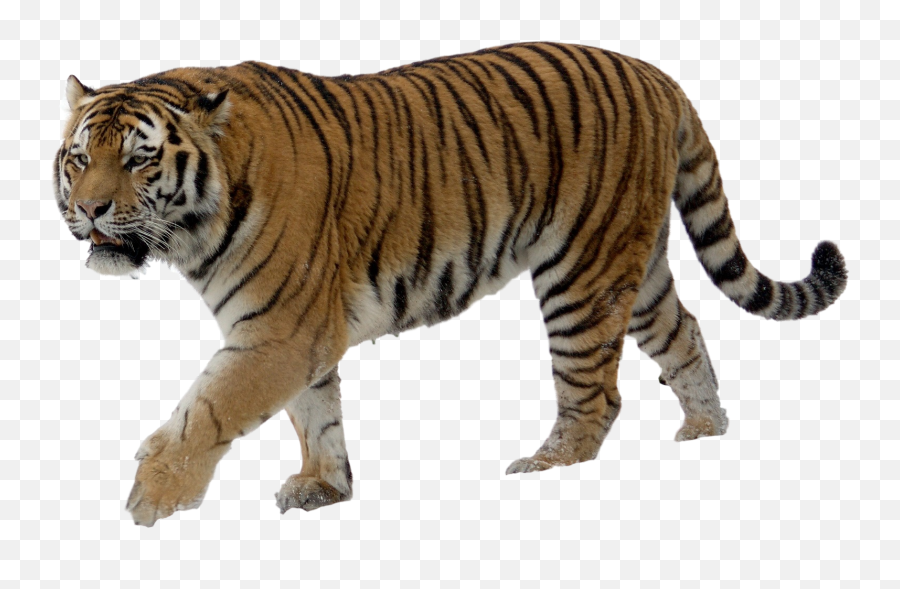 Siberian Tiger Russian Far East Bengal Tiger Felidae - Tiger Tiger Transparent Background Emoji,Cute Tiger Emoji Transparent