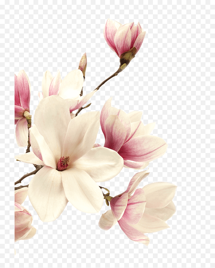 Landing U2013 Qua - Chinese Magnolia Emoji,Magnolia Emoji