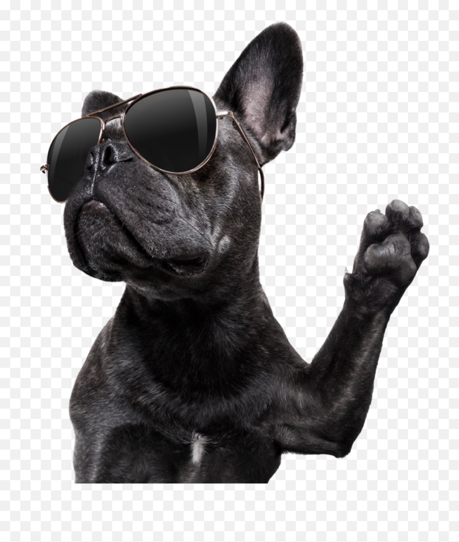 Join The Rawbellion - French Bulldog With Sunglasses Emoji,Watch Dogs Emotion Goggles