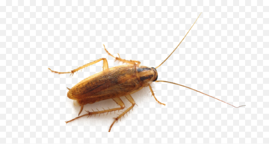 Types Of Roaches - German Cockroach Emoji,Facebook Cockroach Emoticon