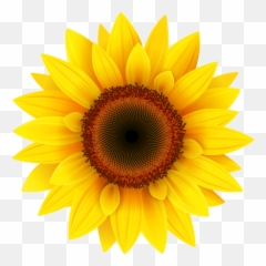 1005308 Emoji Clipart Sunflower - Sunflower Clipart Png,Sun Flower Emoji