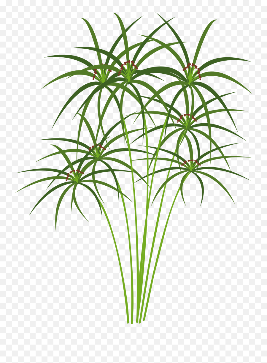 Papyrus Clipart - Papyrus Plant Png Emoji,Papyrus Emoticon